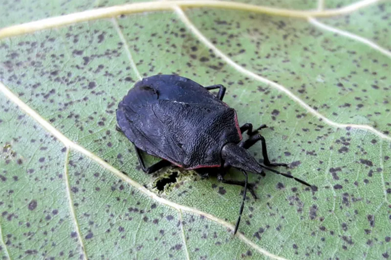 insectos